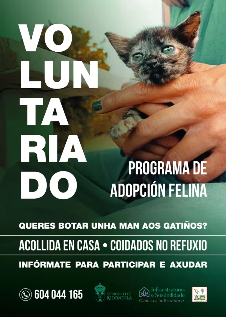 Adopción de gatos en Redondela