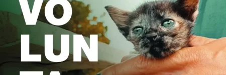 Adopción de gatos en Redondela